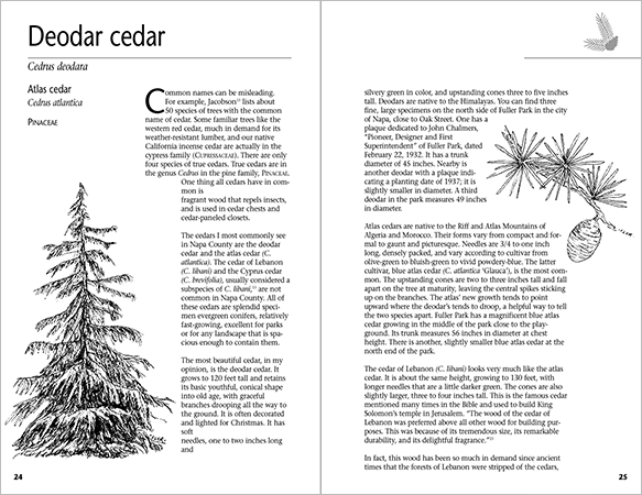 tree-cedar